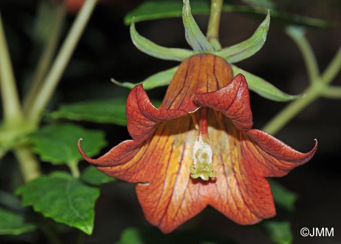 Canarina canariensis = Campanula canariensis